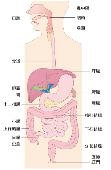 消化と吸収